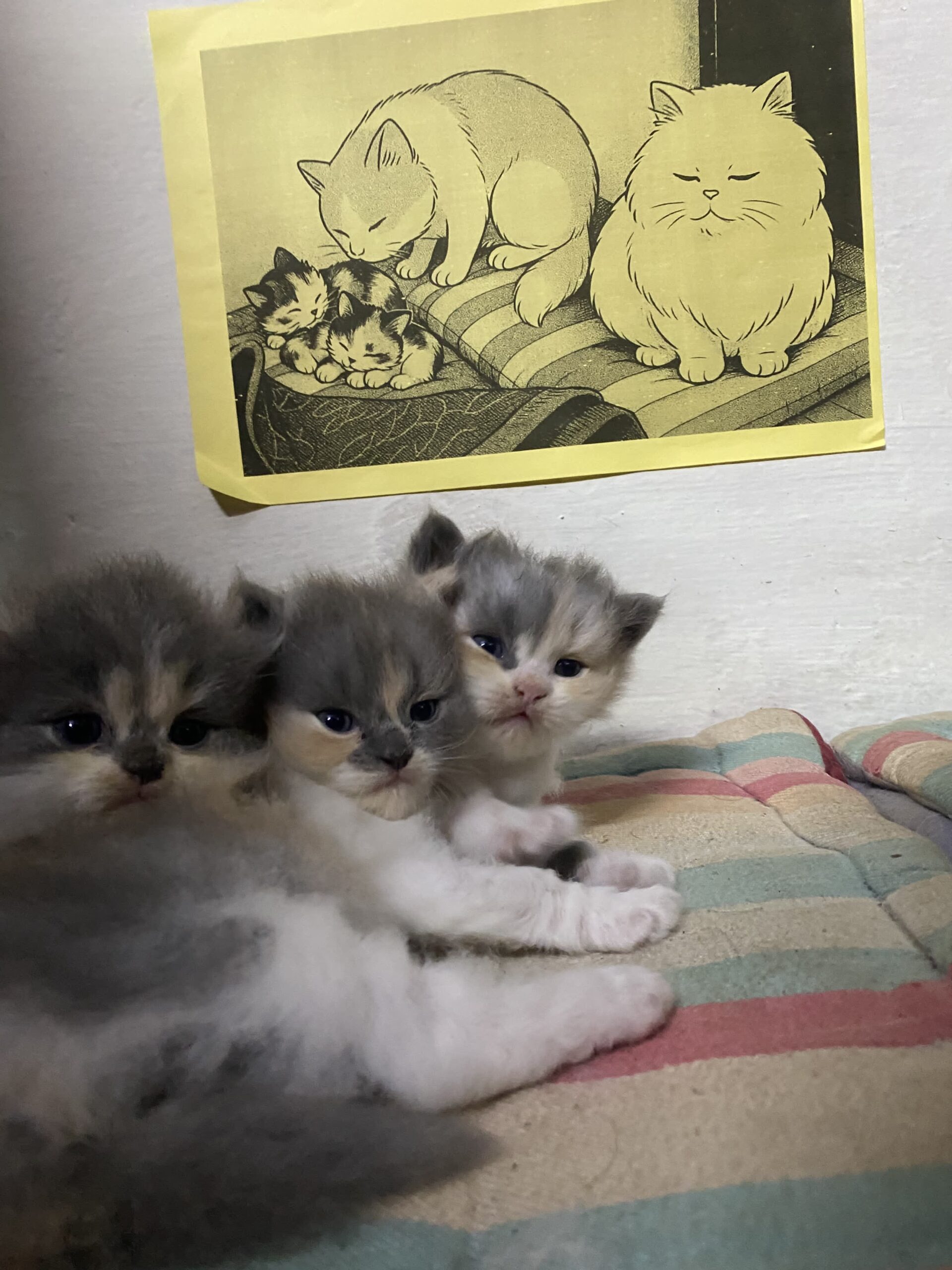 3- persian cats
