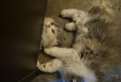 3- persian cats