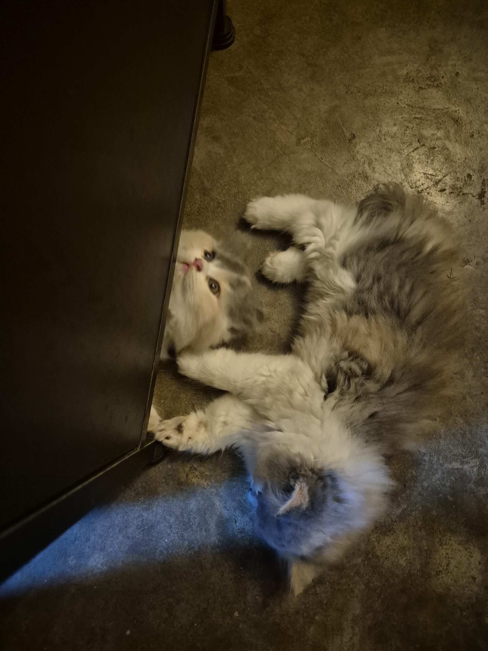 3- persian cats